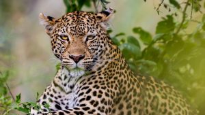 Botswana for adventurers Khwai leopard